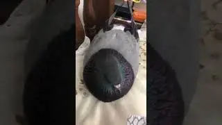 Pigeon cooing sound
