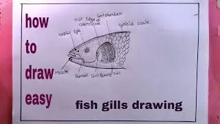how to draw fish gills/fish grills drawing easy