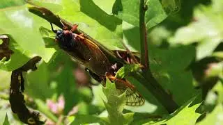 UMass Extension's InsectXaminer Episode 7: Periodical Cicadas Part 2: Cicada Songs