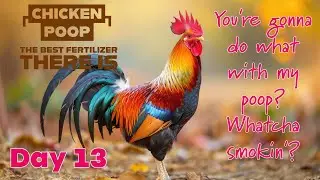 Day 13, Smell-O-Vision (Maybe) Chicken Poo Fertilizer And Watering