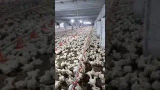chicks Feeding and brooder management, #brooding #chicks #shorts #viral #viralvideo #broiler #feed