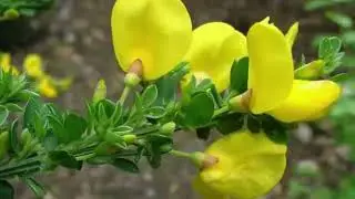 The Health Benefits of Broom Weed (Spartium Scoparius)