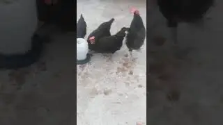 Australorp farming at home