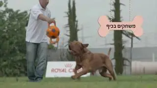 הכירו את בית ארז דוגסלייף - פנסיון לכלבים וחתולים