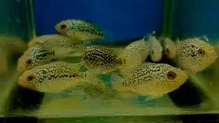 Baby chingwa flowerhorn fish indonesia // Sell price 35 thousand 
