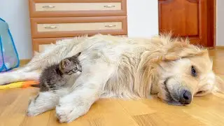 Tiny Kitten Wants to Play, Giant Golden Retriever Just Wants Sleep &mdash; Adorable Standoff!