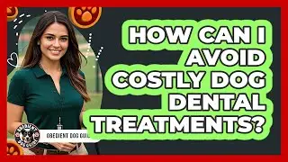 How Can I Avoid Costly Dog Dental Treatments?
