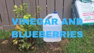Acidifying Soil With Vinegar (SIMPLE!) For Blueberries and Other Acid Loving Plants
