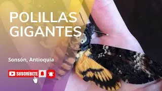 Polillas vs. Mariposas: &iquest;C&oacute;mo Distinguirlas? (La Ciencia Tras los Lepid&oacute;pteros)
