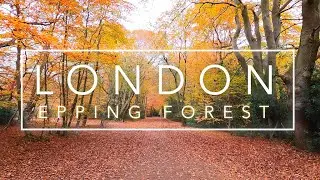 LONDON virtual run | Virtual FOREST run | Virtual running videos for treadmill 4K | Running scenery
