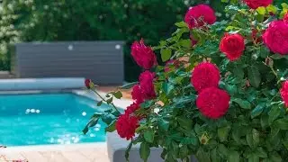 Schwimmbadbau - Gartenpool von Naturstein & Garten