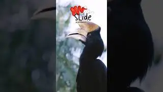 🇲🇾 Malaysia&rsquo;s national bird is the Rhinoceros Hornbill 🦏🐦