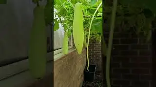 wow, amazing organic gardening at home front garden UK 🇬🇧 😍 #tomato #bottlegourd #homegardeninguk