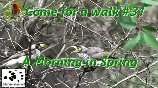 A Morning in Spring - Come for a walk in the Australian Bush Series #31