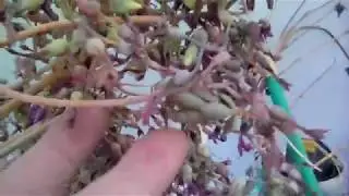 Mother of Thousands ; Millions ; Alligator plant ; Kalanchoe