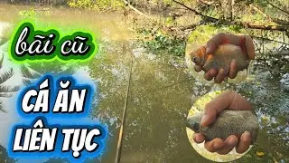 Câu Cá Sông -  Giật Cá rô Phi, Cá Chốt Liên Tục #thailefishing #fishing #caucatunhien