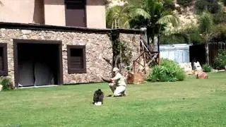 American bald eagle training l.a. zoo