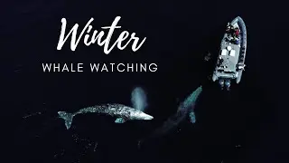 Winter/Spring Whale Watching Compilation | Newport Beach, CA | Gray Whale Migration