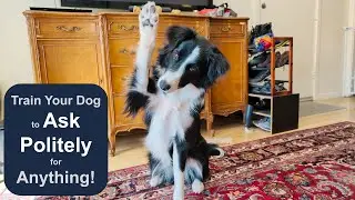 How to train your dog to ask permission to do ANYTHING