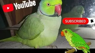 Parrot video ko like oe subscribe 😇 kar lena jrur se love you all guy 🚹😄