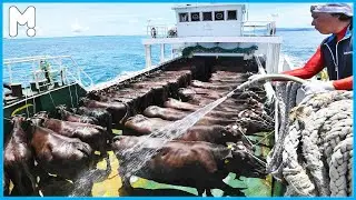 How to Transport Millions Cow, Horse, Pig, Goat, Sheep - Modern Export Technology by Big Cargo Ships