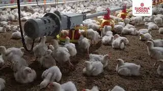 Inside the World of Suguna: The Poultry Empire  poultry farming