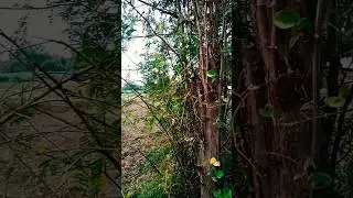 Pyar Ke Mod mein chhodoge jo Bahe Meri #bollywood #song ks vlog #ytshort #video #viral