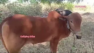 82639 64513 కోడెలు మహారాష్ట్ర bulls for sale maharastra पड़े महाराष्ट्र