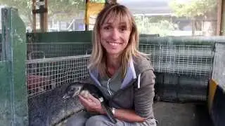 Help save abandoned African penguin chicks - Michaela Strachan