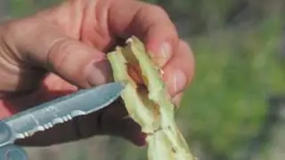 Invasive Species in Texas