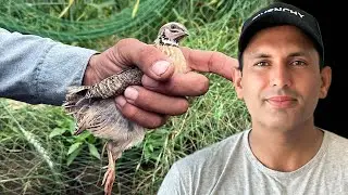 Traditional Quail Hunting with Net | Village Style Batair's Shikar