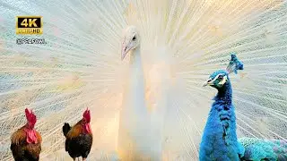 Rare White Peacock Hanging Out in Nature