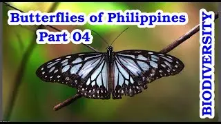 Philippine Butterflies in Extreme Slow Motion (4&times;&ndash;100&times;) | Cebu, Philippines | Part 04