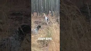Steady Boys! #englishsetter #huntingdog  #birddogtraining #quailhunt #birdogs