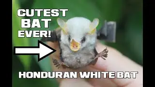 MOST ADORABLE BAT EVER - Honduran White Bat - Animal a Day