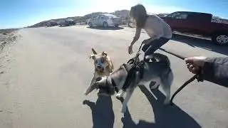 CRAZY Dog Fights BEST of 2019