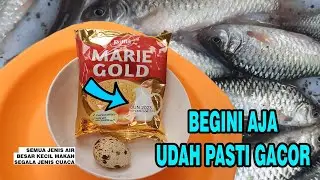 begini aja pasti GACOR, umpan dodol Marie Gold Semua jenis air, semua cuaca #microfishing