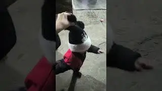not cute anymore 🥹😚#illit #dance #trend #trendingshorts #ytviral #baby