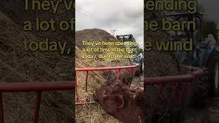 It&rsquo;s a nice day out, great temperature but high winds 🤷&zwj;♂️ #cows #hay #tractor #farm #fyp #niceday