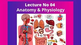 Lecture No 04 |Anatomy & Physiology |