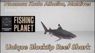 Уникальная черноперая рифовая акула Нумаа Куда Атолху Мальдивы Рыбалка Планета Путеводитель