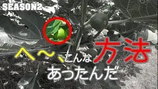 いちじくVlog　#30　色づき　SEASON2