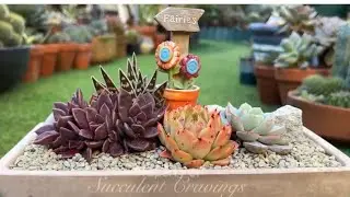 Succulent Arrangement in Rectangle Pot