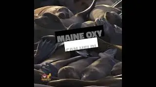 Maine Oxy Keeping You Warm