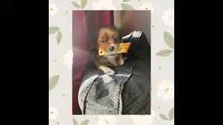 Loki (dog) edit