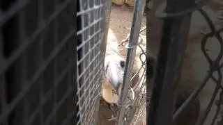 Griffons Vulture preening and looking for ways to escape!