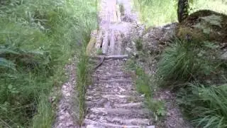 In the gallics forest
