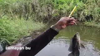Mancing nila alam liar papua selatan 🐟🐟🐟  #mancingmania #fishing #merauke 