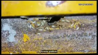 white Ant's Termite Pest Control Services Amarnath.S