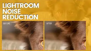 HOW TO REMOVE NOISE in Lightroom (Classic) - Dog Photo Editing 101